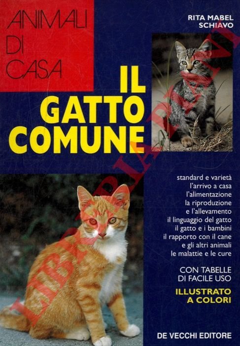 Il gatto comune.