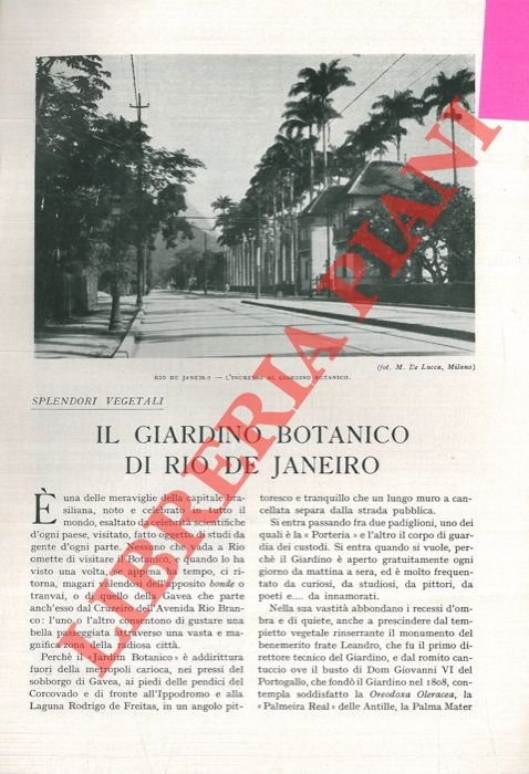 Il giardino botanico di Rio de Janeiro.