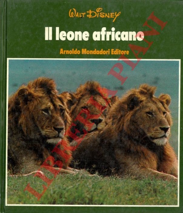 Il leone africano.