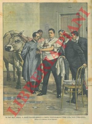 Il medico Garnault si inietta volontariamente l'umore della vacca tubercolotica.