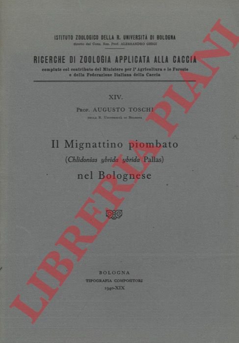 Il Mignattino piombato (Chlidonias ybrida ybrida Pallas) nel Bolognese.