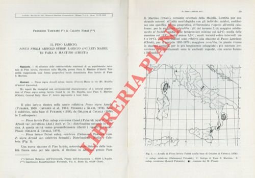 Il pino laricio, Pinus nigra subsp. Laricio (Poiret) Maire, di …