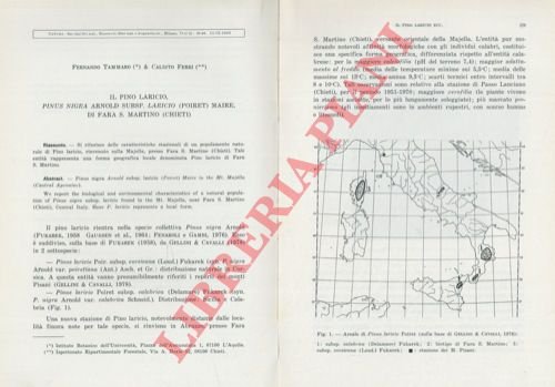 Il pino laricio, Pinus nigra subsp. Laricio (Poiret) Maire, di …