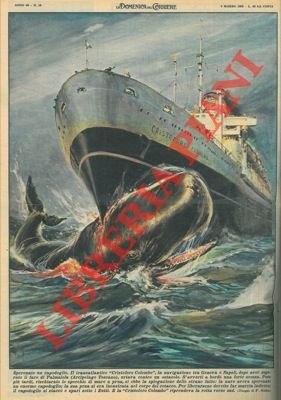 Il transatlantico "Cristoforo Colombo" speronava un enorme capodoglio.