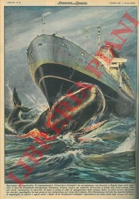 Il transatlantico "Cristoforo Colombo" speronava un enorme capodoglio.