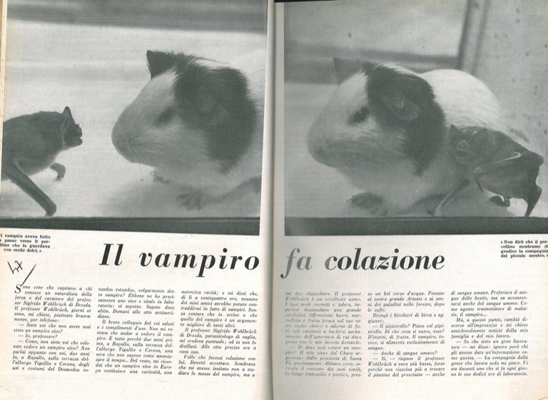 Il vampiro fa colazione.