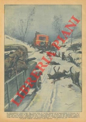 In Estonia un branco di lupi assale una corriera. Solo …