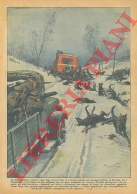 In Estonia un branco di lupi assale una corriera. Solo …