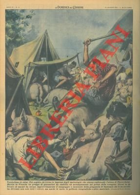 In Francia, maiali invadono accampamento di giornalisti, che volevano seguire …