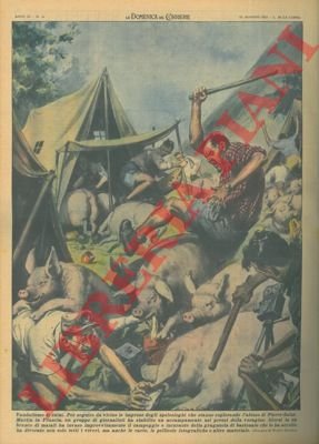 In Francia, maiali invadono accampamento di giornalisti, che volevano seguire …