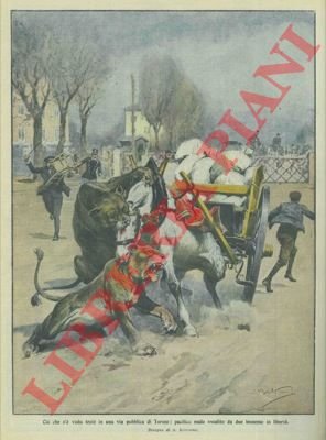 In una via di Torino un pacifico mulo viene assalito …