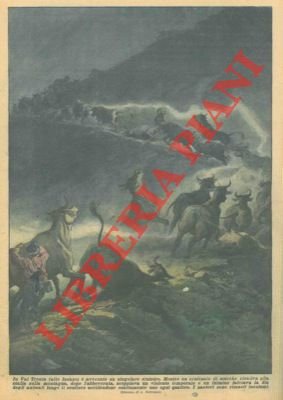 In Val Trenta, mentre un centinaio di mucche risaliva alla …