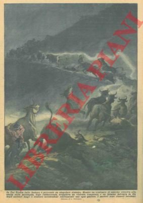 In Val Trenta, mentre un centinaio di mucche risaliva alla …