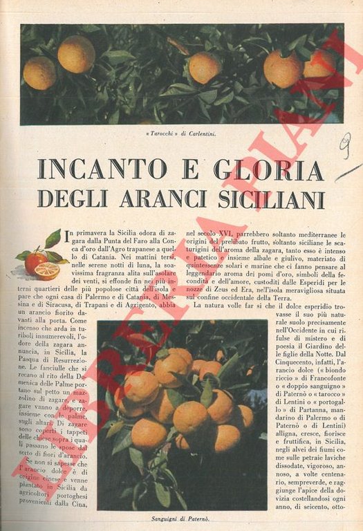 Incanto e gloria degli aranci siciliani.