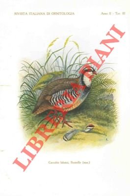 Intorno alla Caccabis labatei, Bouteile.