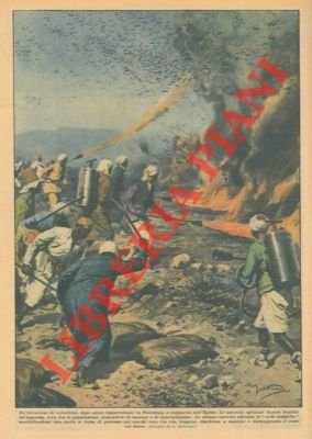 Invasione di cavallette in Egitto.