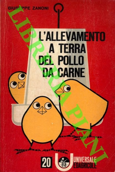 L'allevamento a terra del pollo da carne.
