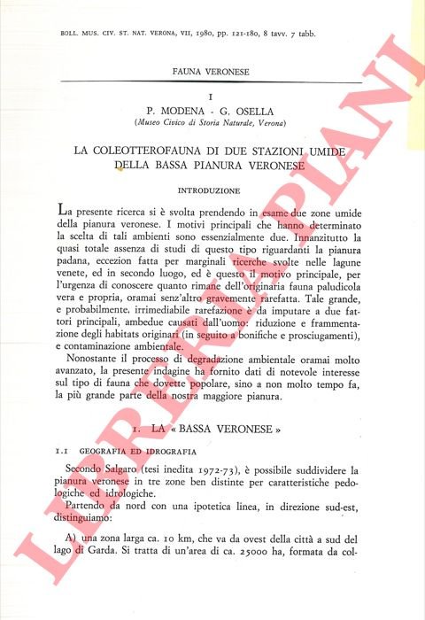 La coleotterofauna di due stazioni umide della bassa pianura veronese. | Immagine Gallery 3