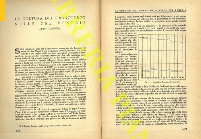 La coltura del granoturco nelle Tre Venezie.