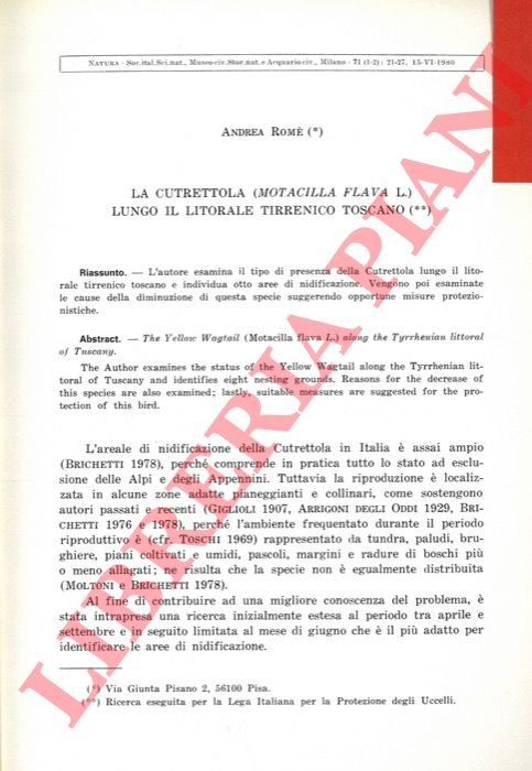 La Cutrettola (Motacilla flava L.) lungo il litorale tirrenico toscano.