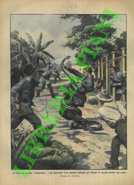 La lotta fra un boa 'constrictor' e gli inservienti di …