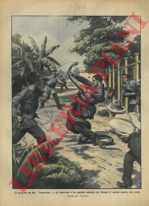 La lotta fra un boa 'constrictor' e gli inservienti di …