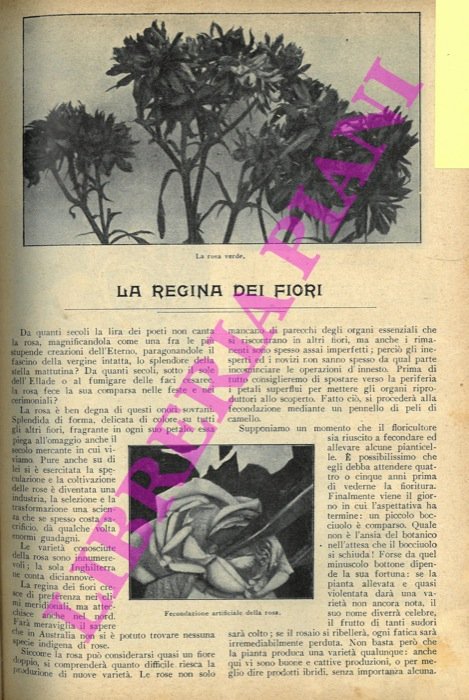 La regina dei fiori.