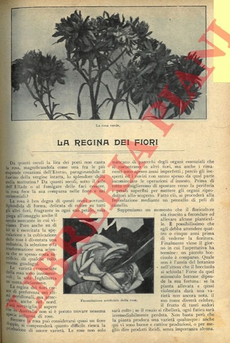 La regina dei fiori.