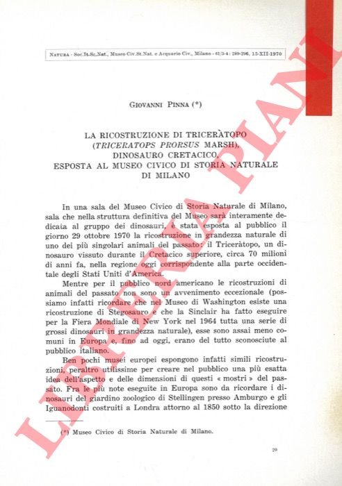 La ricostruzione di Triceratopo (Triceratops prorsus Marsh) dinosauro cretacico, esposta …
