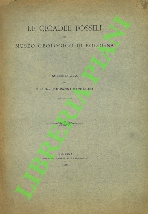 Le cicadee fossili del Museo Geologico di Bologna.