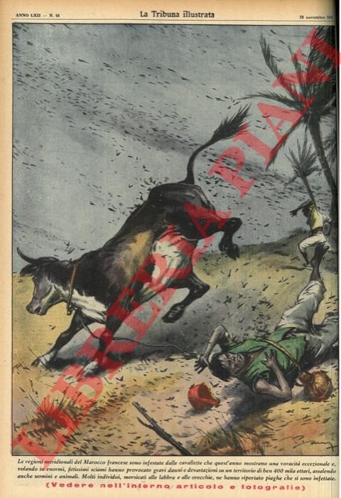 Le regioni meridionali del Marocco francese sono infestate dalle cavallette … | Immagine Gallery 3