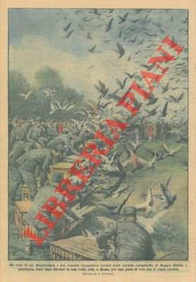 Le società colombofile di Reggio Emilia liberano 4.000 colombi a …