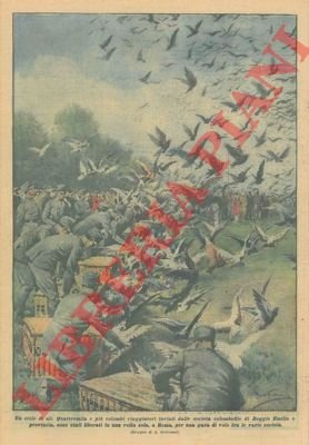 Le società colombofile di Reggio Emilia liberano 4.000 colombi a …