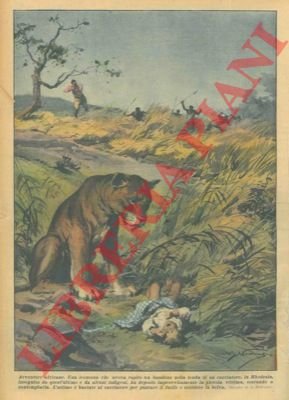 Leonessa rapisce un bambino dalla tenda di un cacciatore, fermandosi …