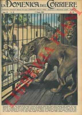 Leonessa uccide bambina allo zoo.