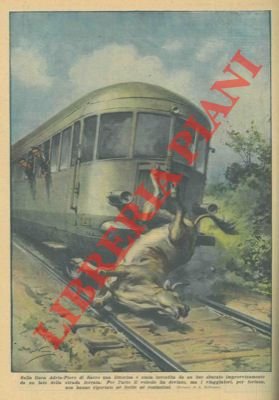 Littorina investita da un bue sbucato improvvisamente da un lato …