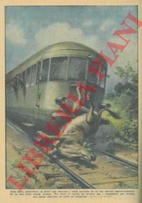 Littorina investita da un bue sbucato improvvisamente da un lato …