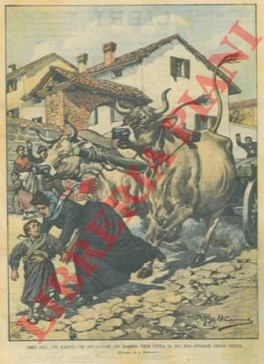 Maestra che, per salvare bimba, viene uccisa da buoi infuriati …