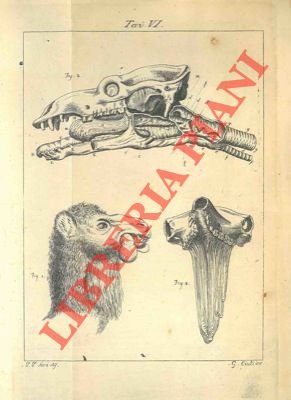 Memorie scientifiche. Sopra tre antilopi viventi una delle quali per …