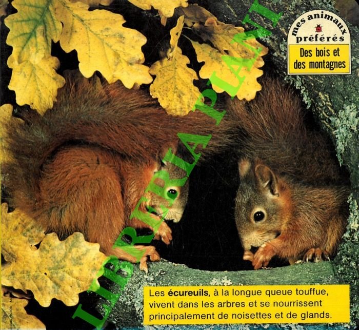 Mes animaux préférés. Des bois et des montagnes.