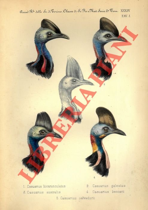 Monografìa del Gen. Casuarius, Briss.