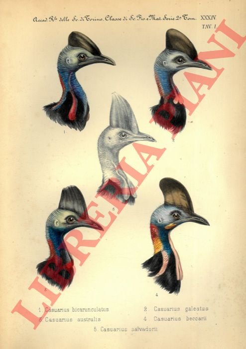 Monografìa del Gen. Casuarius, Briss.