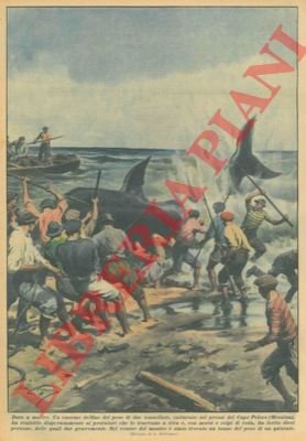 Nei pressi di Capo Peloro (ME) è stato catturato un …