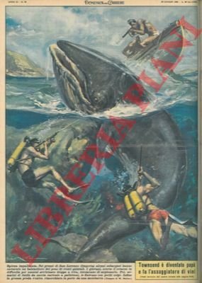 Nei pressi di San Lorenzo (Imperia) alcuni subacquei hanno catturato …