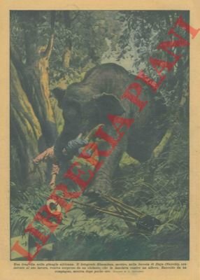 Nella giungla africana, un fotografo viene ucciso da un elefante.