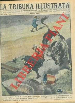 Nella stazione di Nynga (Australia) un leone, sfuggito da un …