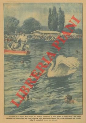 Nelle acque del Tamigi un cigno rende nulla una gara …