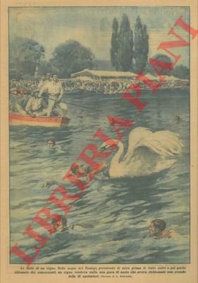 Nelle acque del Tamigi un cigno rende nulla una gara …