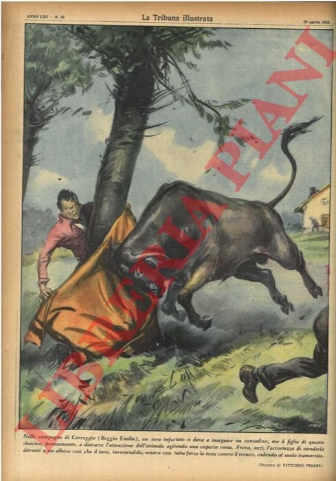 Nelle campagne di Correggio (Reggio Emilia) un toro infuriato si … | Immagine Gallery 3