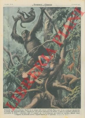 Nelle foreste dell'Alto Niger una signorina inglese è stata rapita …